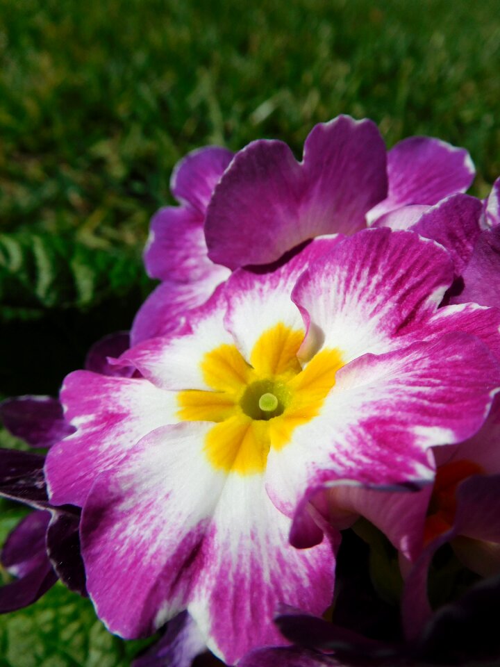 Plant nature garden