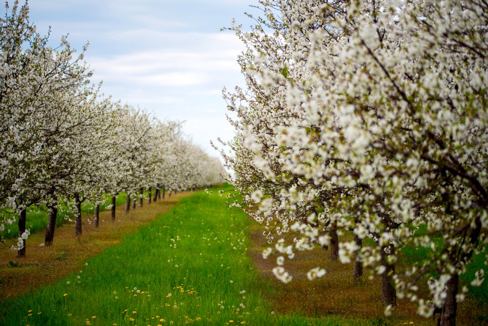 Spring nature branch