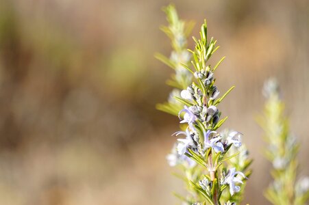 Mount flowers aromatic