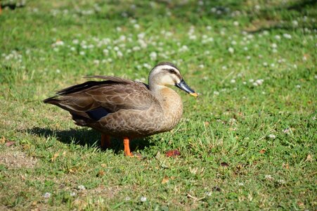 Creatures bird duck