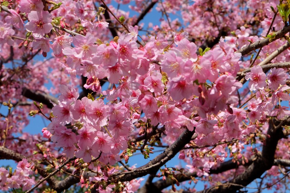 Japanese blossom nature