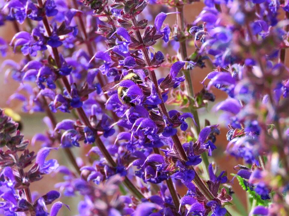 Purple flowers bloom plant