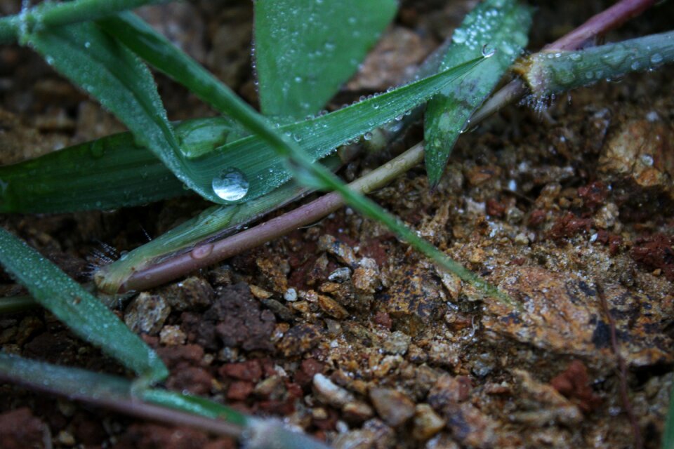 Plant soil early in the morning