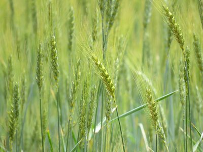 Agriculture farm plant