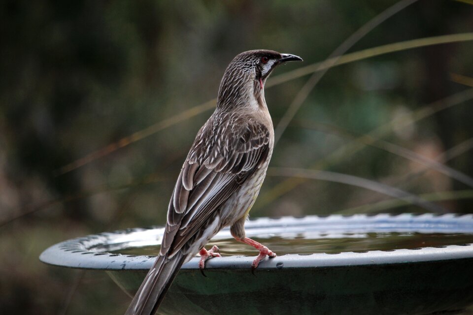 Australian birds australian honeyeaters anthochaera carunculata