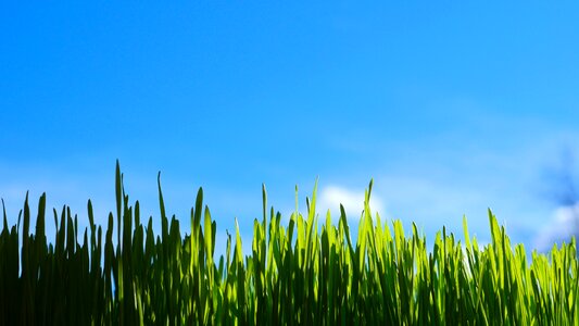 Summer field outdoor