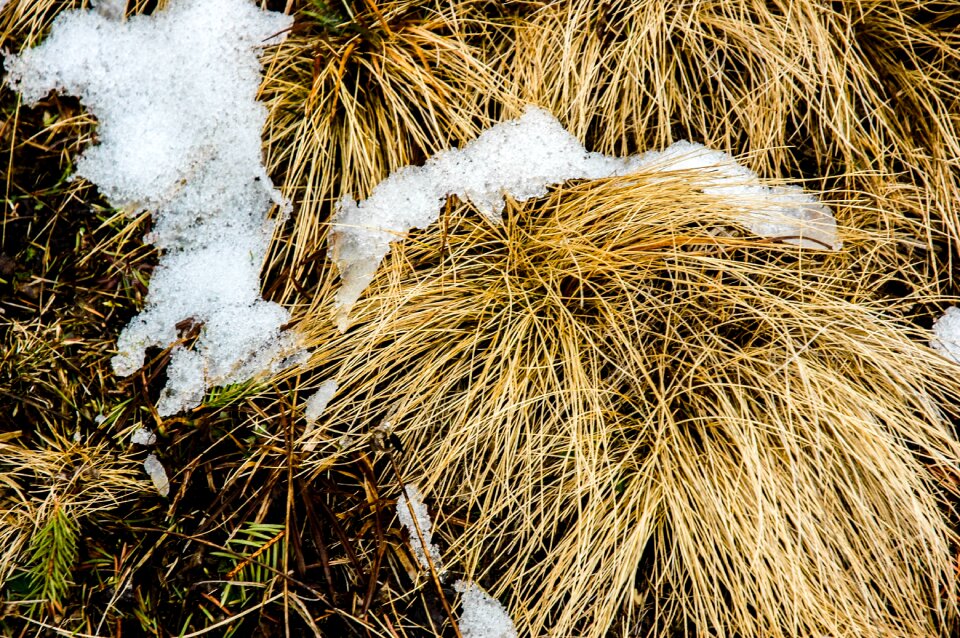 Frost nature winter