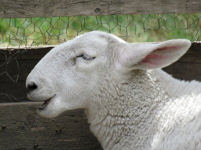 Livestock white domestic