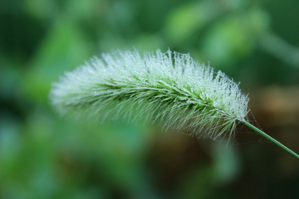 Needle the dog's tail grass plant