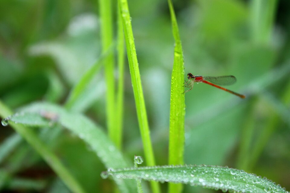 Plant early in the morning animal