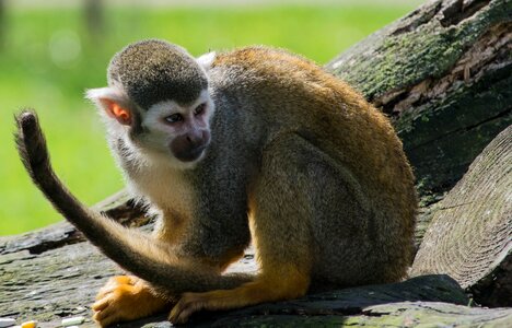 Zoo monkey primate