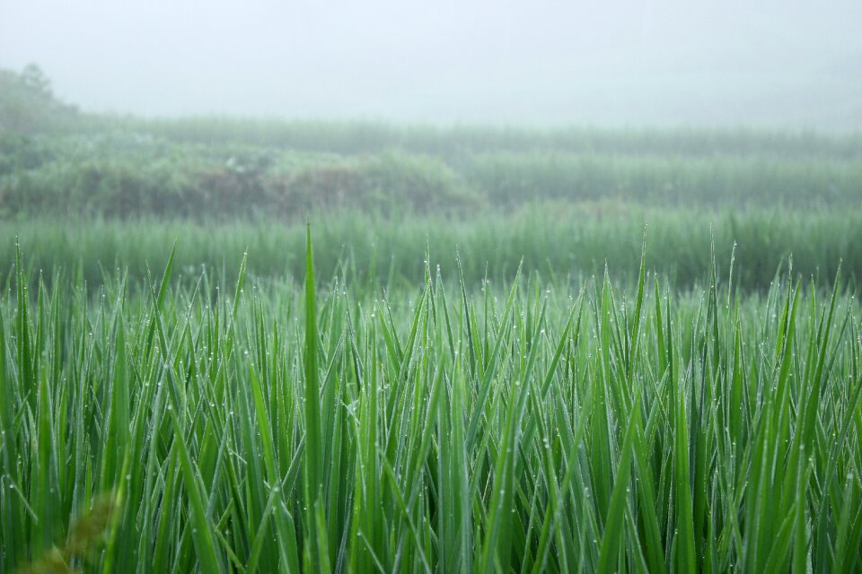 Planting crops water drops photo