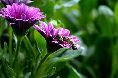 Osteospermum ecklonis purple honey bee photo