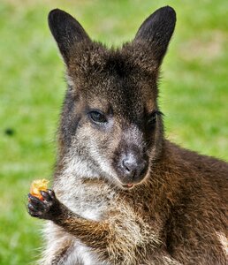 Kangaroo marsupial cute