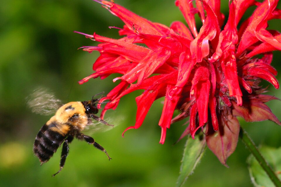 Pollinate color wings