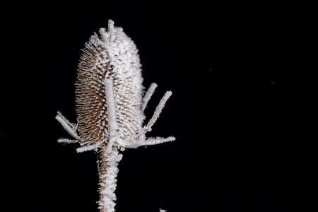 Plant nature frost