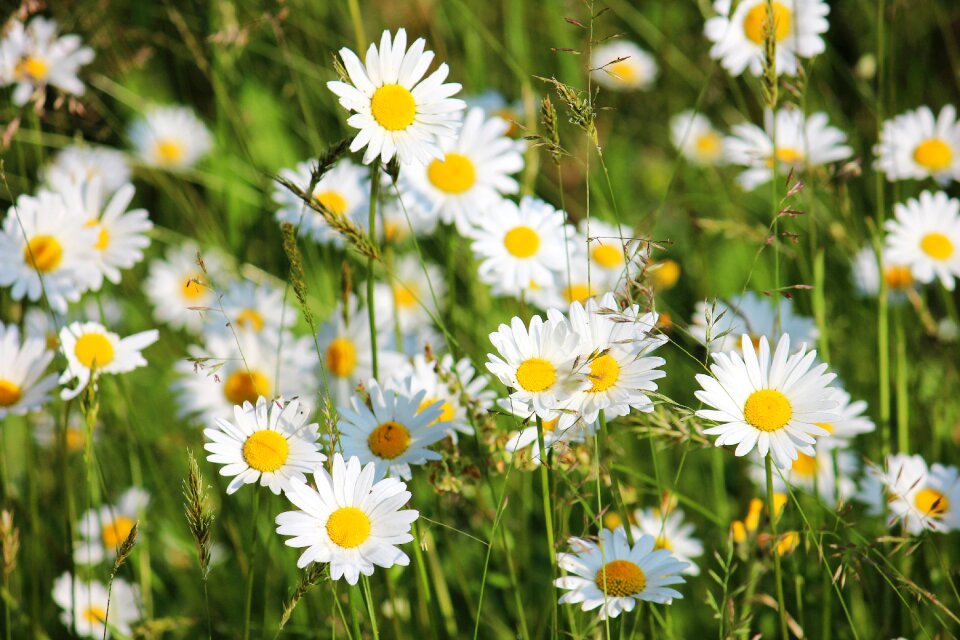 Blossom bloom wild flowers
