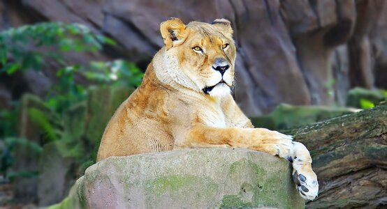 Wildcat animal world zoo photo