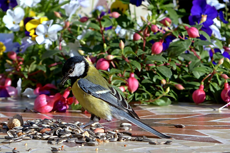 Parus major young foraging