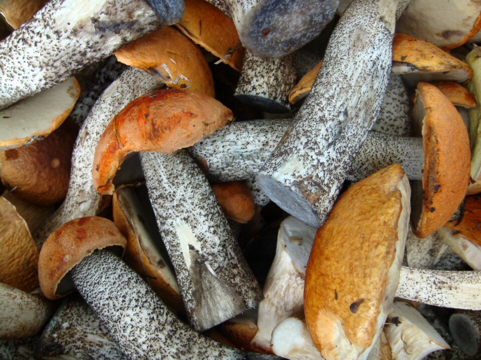 Mushrooms autumn edible mushrooms