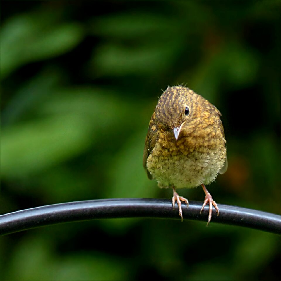 Erithacus rubecula young foraging