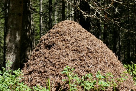 Anthill forest nature