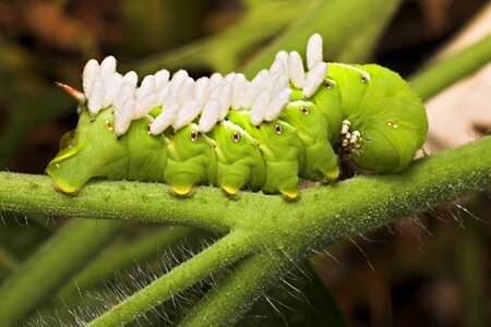 Caterpillar larva garden photo