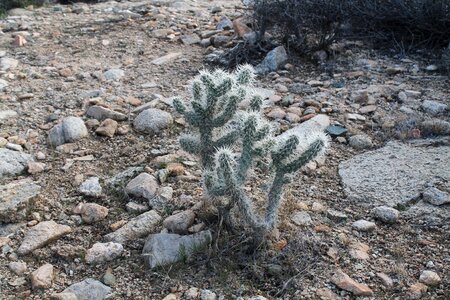 Desert national park cacti photo