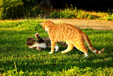 Mackerel tiger cat red mackerel tabby photo