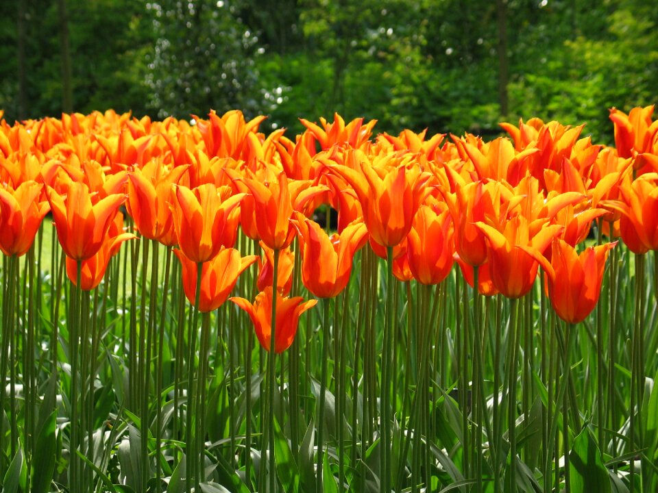 Flower spring nature
