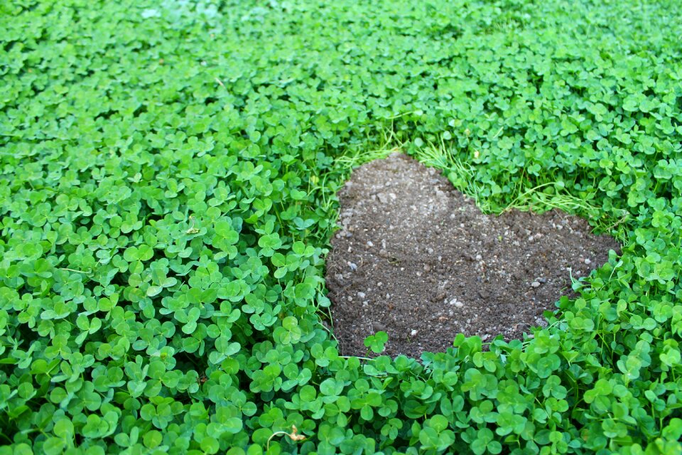 Green four leaf clover lucky clover