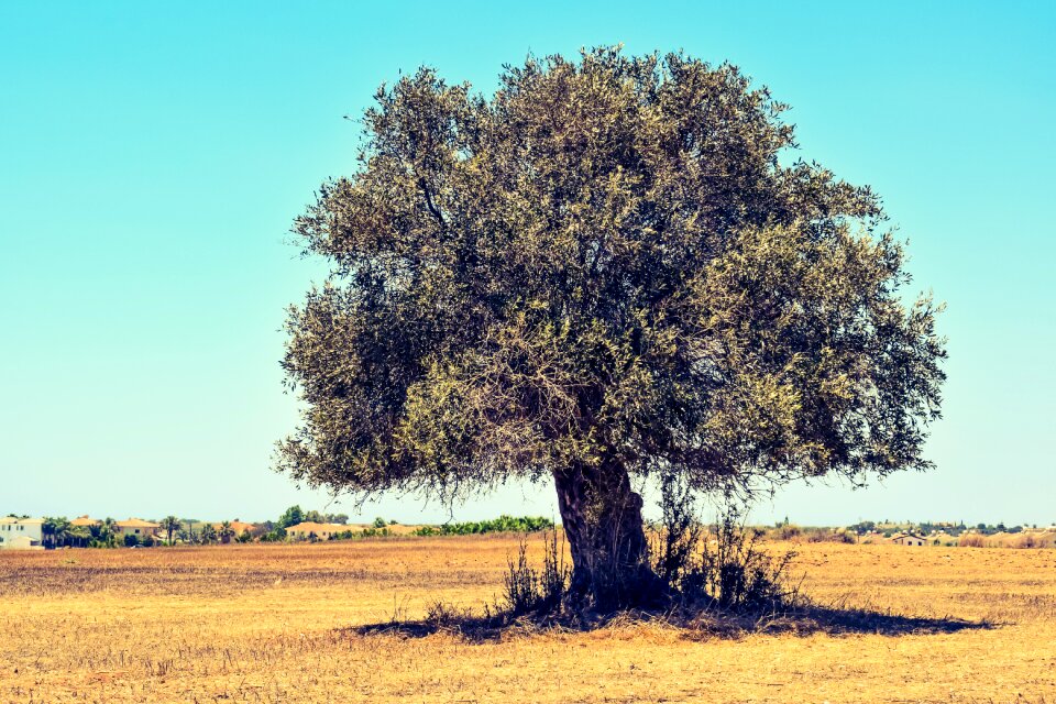 Landscape mediterranean nature