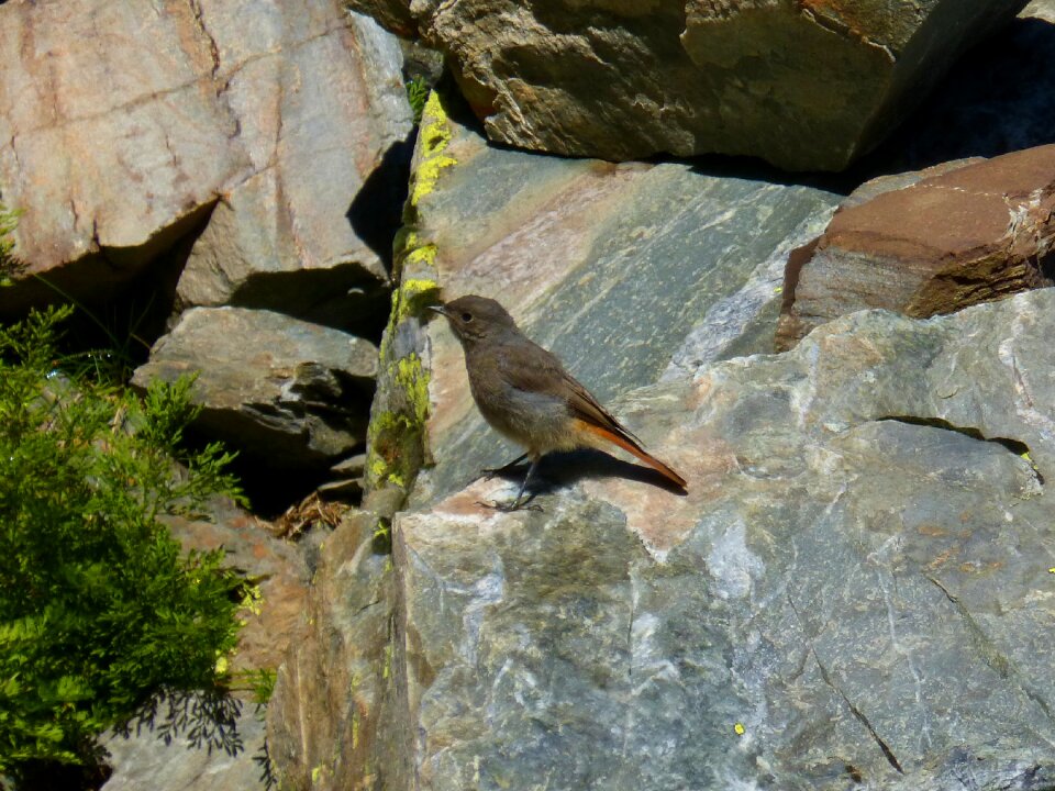 Bird rocks pyrenee catalunya