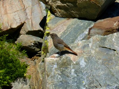 Bird rocks pyrenee catalunya photo