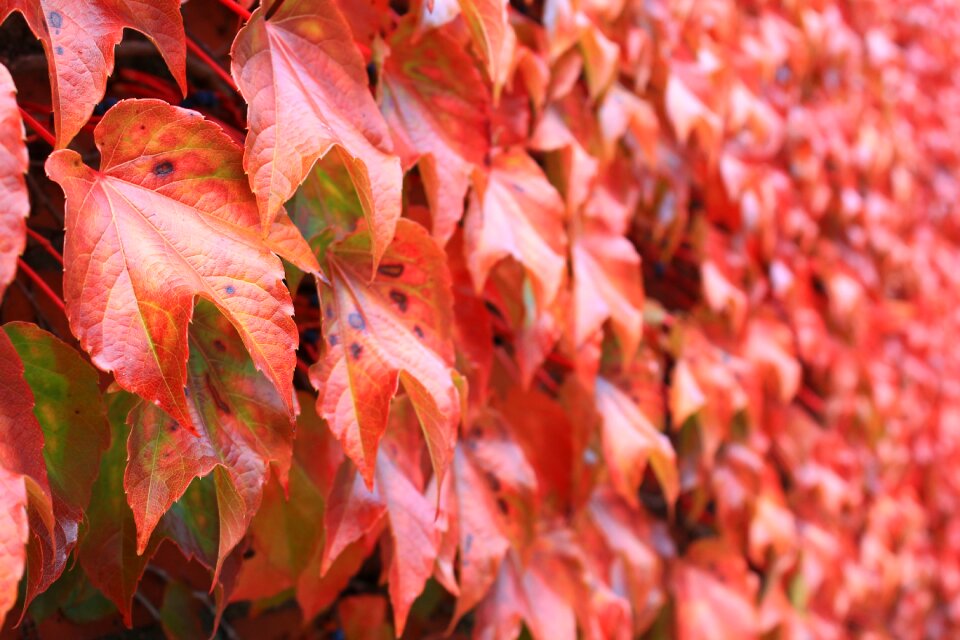 Autumn colours october nature