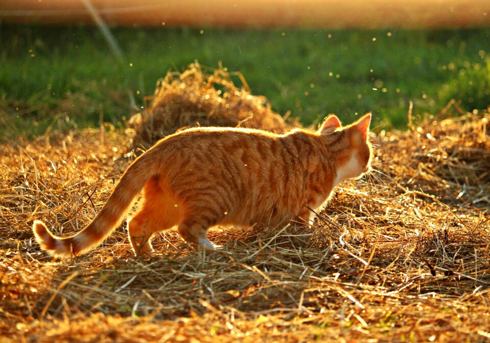 Mackerel tiger cat red mackerel tabby