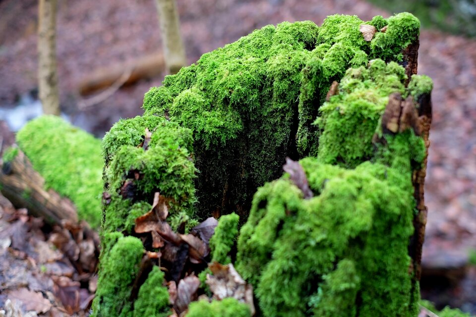 Morsch forest nature