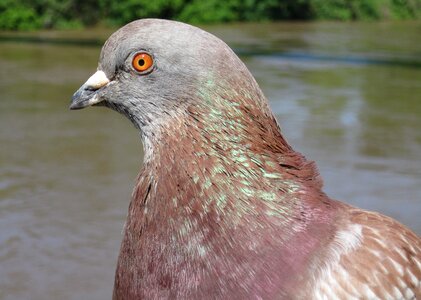 Feather bird bird pigeon