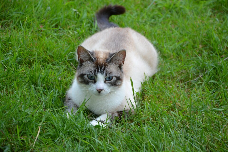 Feline domestic animal cute