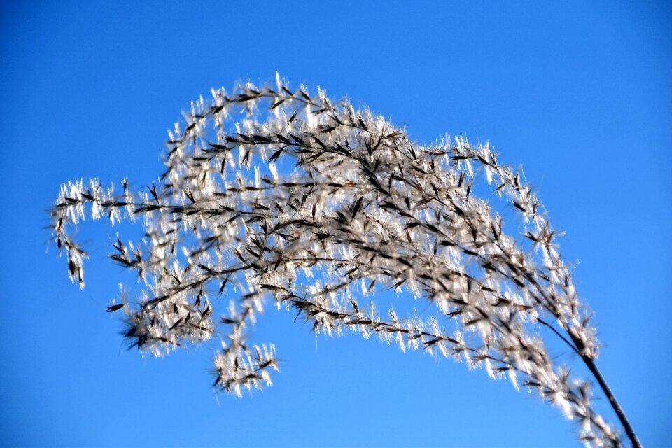 Nature blade of grass plant