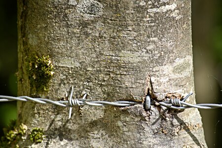 Thorn wiring close up