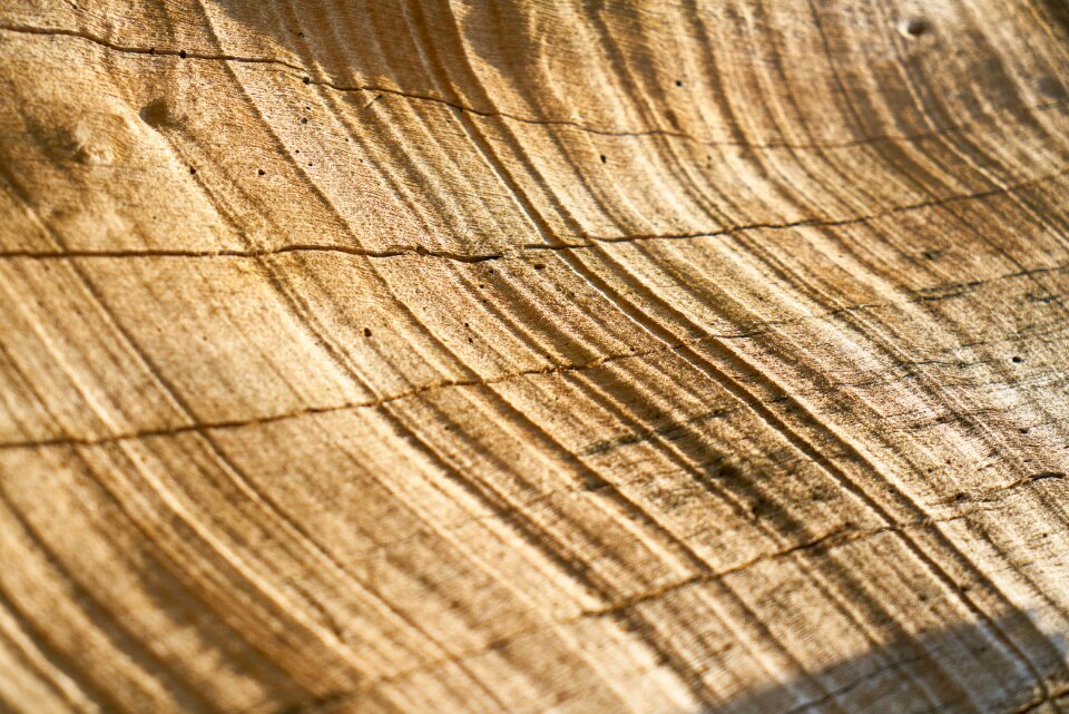 Timber pattern texture