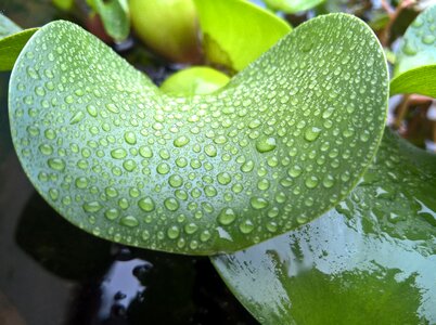 Leaf duckweed hyacinth my home