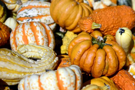 Thanksgiving decoration harvest photo