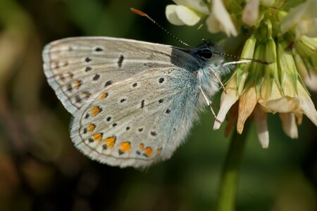 Insect wing summer