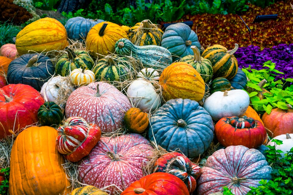 Orange harvest harvesting