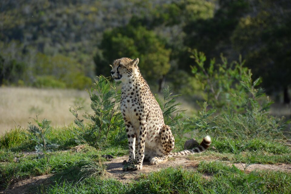 South africa national park cat