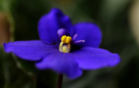 Sympolia macro short depth of field