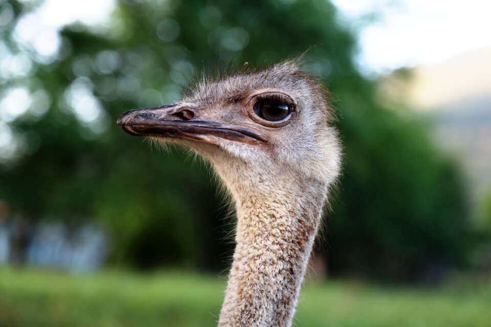 Bird land animal giant bird photo