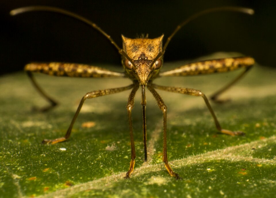 Nature insect macro